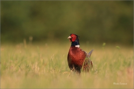 <p>BAŽANT OBECNÝ (Phasianus colchicus) - jižní Morava ---- /Common peansant - Fasan/</p>